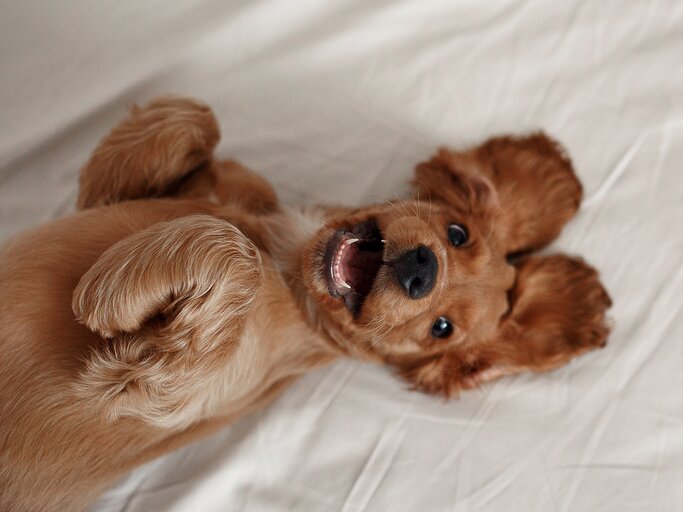 glücklicher Hund liegt auf dem Rücken auf einem Bett | © GettyImages/Ekaterina savyolova