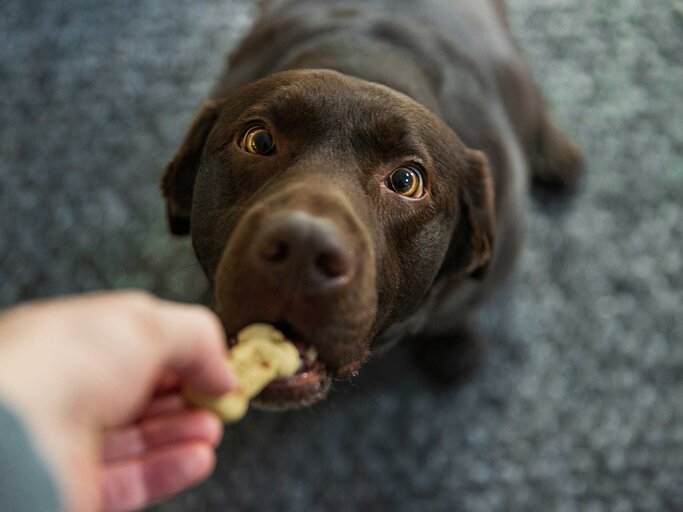 Hund schaut in die Kamera während er etwas zu Essen bekommt | © Getty Images/Justin Paget