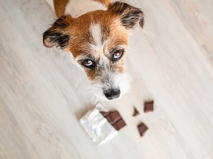 Hund schaut traurig in die Kamera während ein Stück Schokolade auf dem Boden liegt | © Getty Images/Sonja Rachbauer