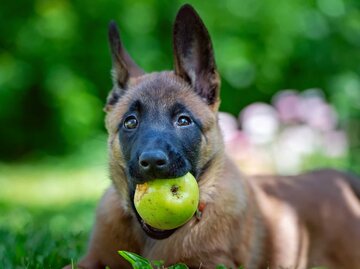 Hund beißt in einen Apfel | © Getty Images/Sansargo