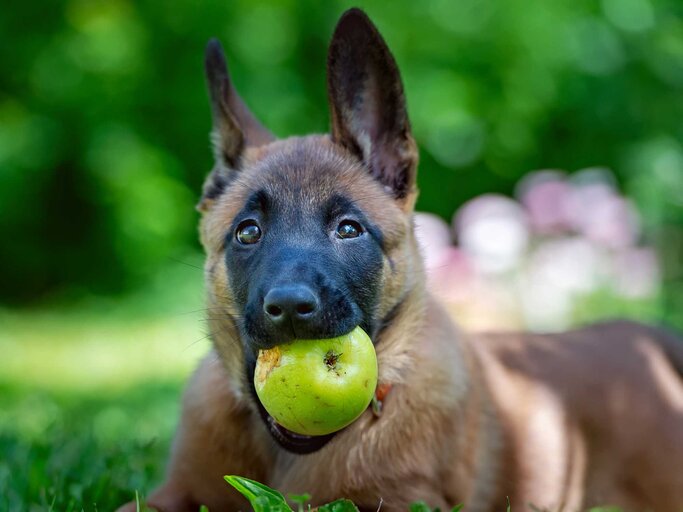 Hund beißt in einen Apfel | © Getty Images/Sansargo