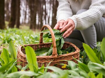 Frau pflückt Bärlauch und legt ihn in einen braunen Korb. | © Getty Images / Zbynek Pospisil