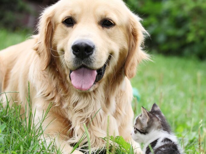 Hund und Katze im Garten | © Getty Images/skynesher