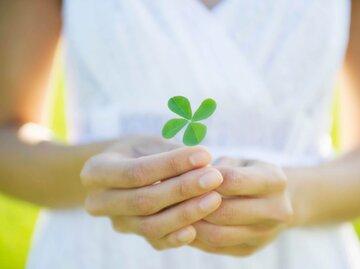 Person hat vierblättriges Kleeblatt in der Hand. | © Getty Images/Jacobs Stock Photography Ltd