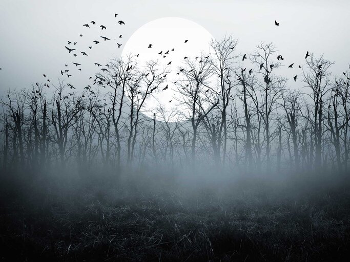 Großer Vollmond hinter Bäumen im Nebel umgeben von Vögeln. | © Adobe Stock/Dark Illusion