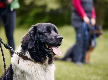 Hund an Leine bei Hundeschule | © Getty Images/Chalabala