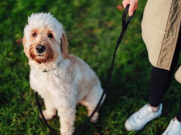 Hund an Leine | © Getty Images/Oscar Wong