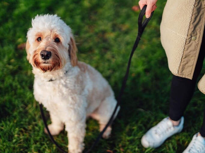 Hund an Leine | © Getty Images/Oscar Wong