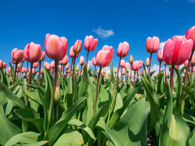 Rosa Tulpenfeld | © shutterstock / Westend61 on Offset