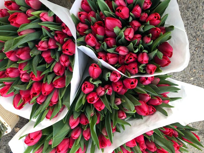 Rote Tulpensträuße | © gettyimages.de / 	Oliver Strewe