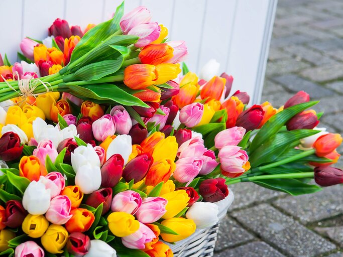 Bunte Tulpensträuße | © gettyimages.de / alisa24