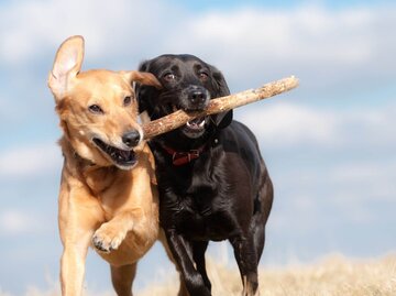 Zwei Hunde tragen Stock | © Getty Images/dageldog