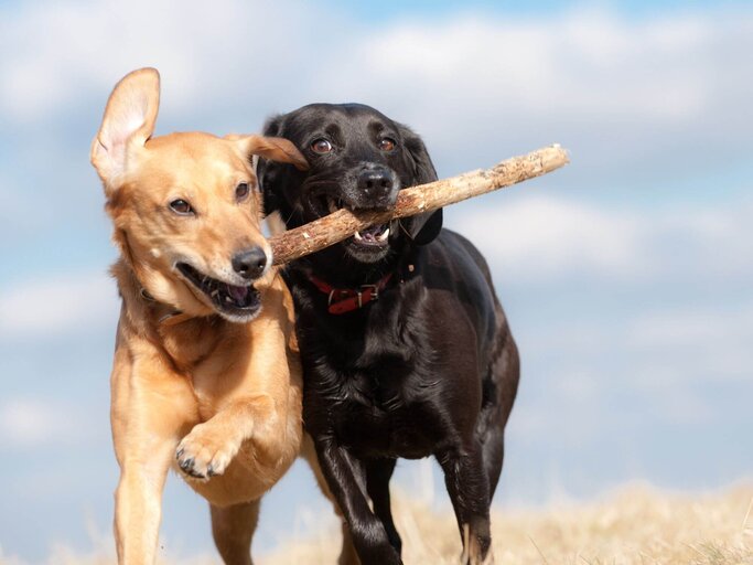 Zwei Hunde tragen Stock | © Getty Images/dageldog