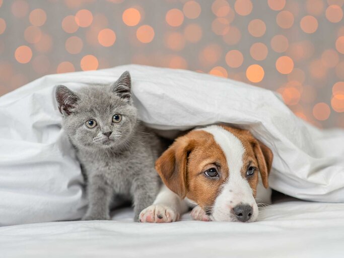 Kleiner Hund und kleine Katze im Bett und unter der Bettdecke. | © Adobe Stock/Ermolaev Alexandr