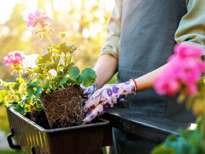 Frau pflanzt Blumen in einen Blumenkasten auf dem Balkon. | © Adobe Stock/ronstik