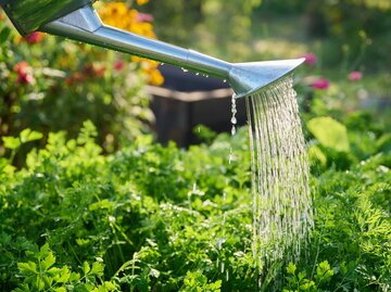 Gießkanne gießt Garten | © Adobe Stock/Valerii Honcharuk