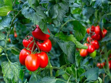 Tomatenpflanze | © Adobe Stock/JackF