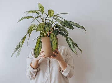 Introvertierte Frau versteckt sich hinter einer Pflanze | © Getty Images/FreshSplash