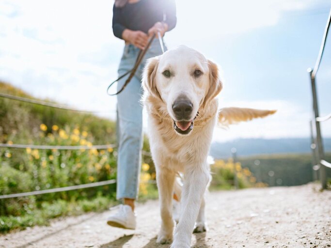 Person geht mit Hund Gassi | © Getty Images/RyanJLane