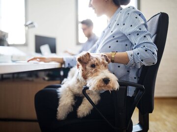 Frau mit Hund auf Sch0ß an Schreibtisch. | © Getty Images/Luis Alvarez