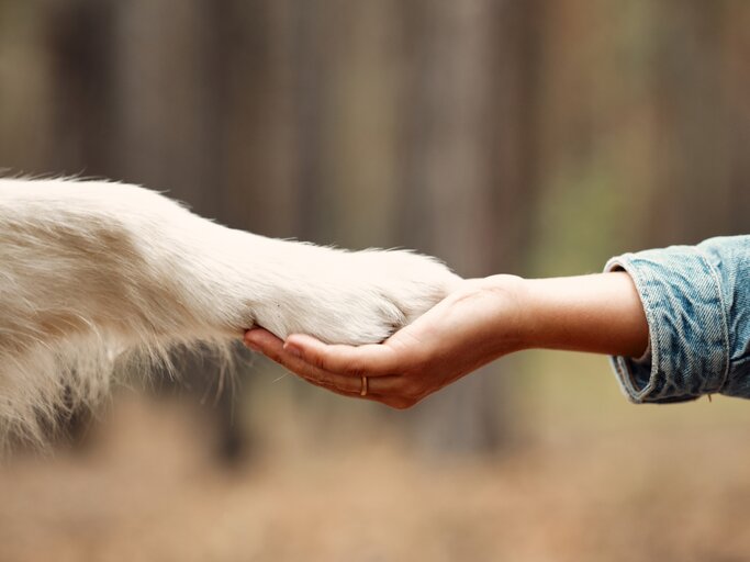 Ein Hund gibt einer Frau die Pfote | © AdobeStock/glazunoff