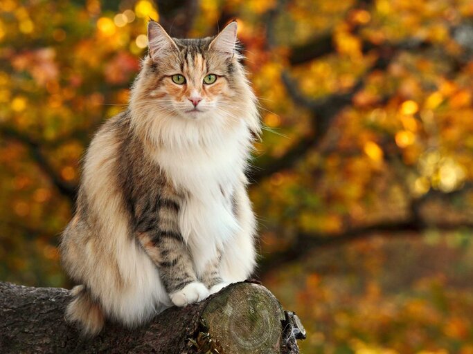 Norwegische Waldkatze | © Adobe Stock/puteli