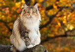 Norwegische Waldkatze | © Adobe Stock/puteli