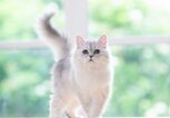 Perserkatze | © Adobe Stock/lalalululala