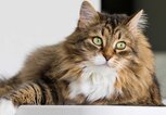 Sibirische Katze | © Adobe Stock/Massimo Cattaneo