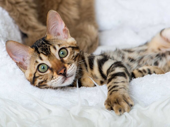 Bengalkatze | © Adobe Stock/DoraZett