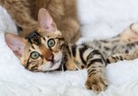 Bengalkatze | © Adobe Stock/DoraZett