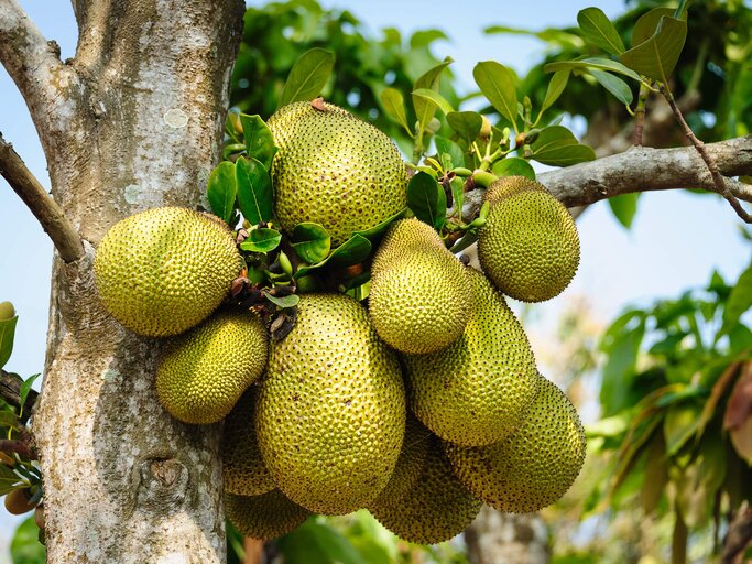 Jackfrucht am Jackbaum | © iStock | earleliason