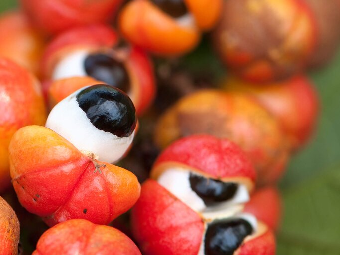 Guarana Beeren | © iStock | Brasil2