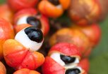 Guarana Beeren | © iStock | Brasil2