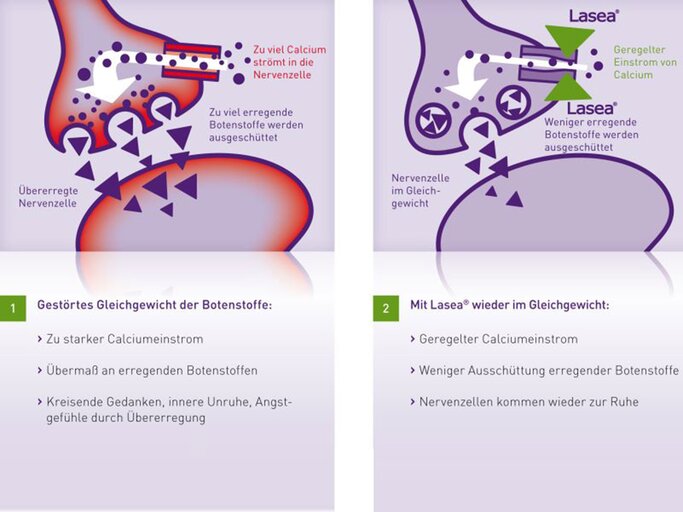 Die Wirkung von Lasea | © Dr. Willmar Schwabe GmbH & Co. KG