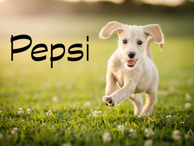 Süßer, rennender Terrier mit dem Namen Pepsi | © iStock.com / Capuski