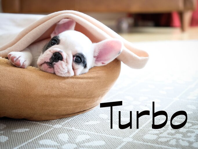 Süßer kleiner Welpe mit dem Namen Turbo | © iStock.com / gollykim