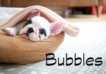 Süßer kleiner Welpe mit dem Namen Bubbles | © iStock.com / gollykim