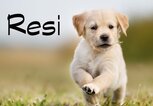 Kleiner Golden-Retriever-Welpe mit dem Namen Resi | © iStock.com / Bigandt_Photography