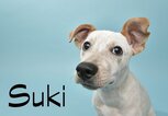 Süßer Hund mit dem Namen Suki | © iStock.com / amandafoundation.org