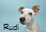 Süßer Hund mit dem Namen Rudi | © iStock.com / amandafoundation.org