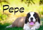 kleiner Berhardiner mit dem Namen Pepe | © iStock.com / Evgeniya Shihaleeva