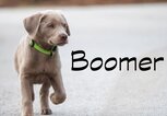 Ungewöhnlicher Hundename: Boomer | © iStock.com / Sandra Dombrovsky