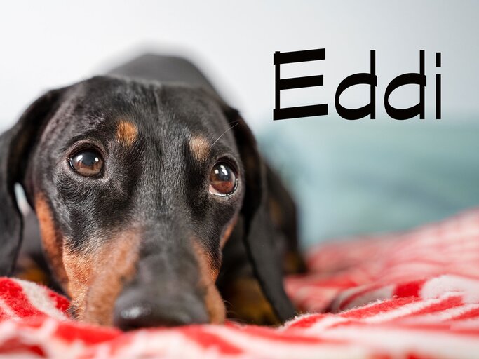 Cooler Hundename für Rüden: Eddi | © iStock.com / Ирина Мещерякова