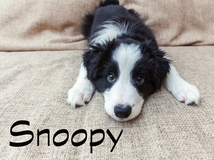 Hundename Snoopy | © iStock.com / Iuliia Zavalishina