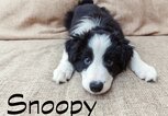 Hundename Snoopy | © iStock.com / Iuliia Zavalishina