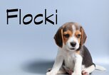 Beagle-Welpe mit dem Namen Flocki | © iStock.com / Sreborn