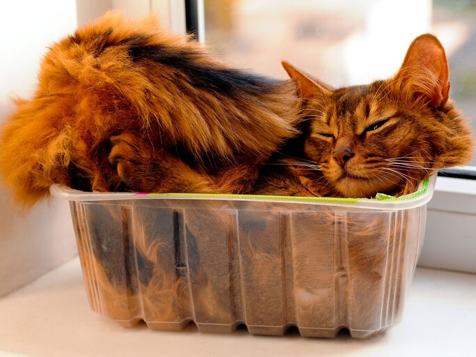 Somali-Katze in der Box | © iStock.com / grase