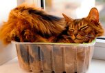 Somali-Katze in der Box | © iStock.com / grase