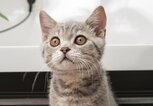 Süße Babykatze | © iStock.com / 101cats